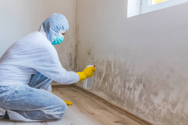 Licensed Basement Mold Remediation service in Jacksonville Beach, FL - WQB Mold Removal
