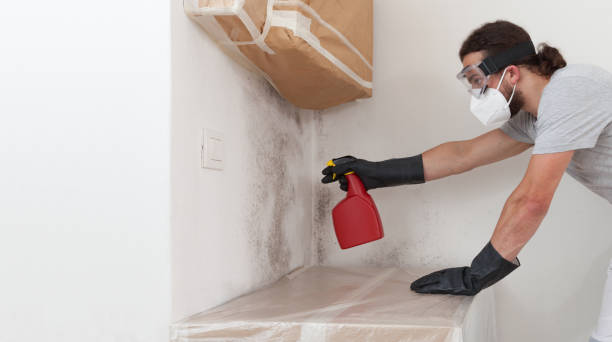 Professional Basement Mold Remediation technician working in Jacksonville Beach, FL