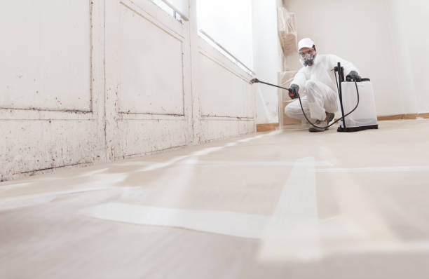 24/7 Emergency Basement Mold Remediation experts in Jacksonville Beach, FL