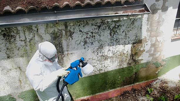 Top rated local Basement Mold Remediation specialists in Jacksonville Beach, FL